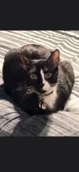 Lost Male Cat last seen Motley and Lawrence Elementary, Mesquite, TX 75150