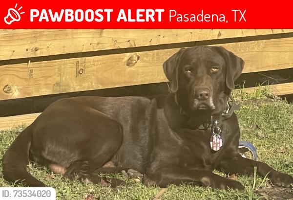 Lost Male Dog last seen Texas ave, Pasadena, TX 77506