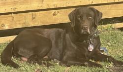 Lost Male Dog last seen Texas ave, Pasadena, TX 77506