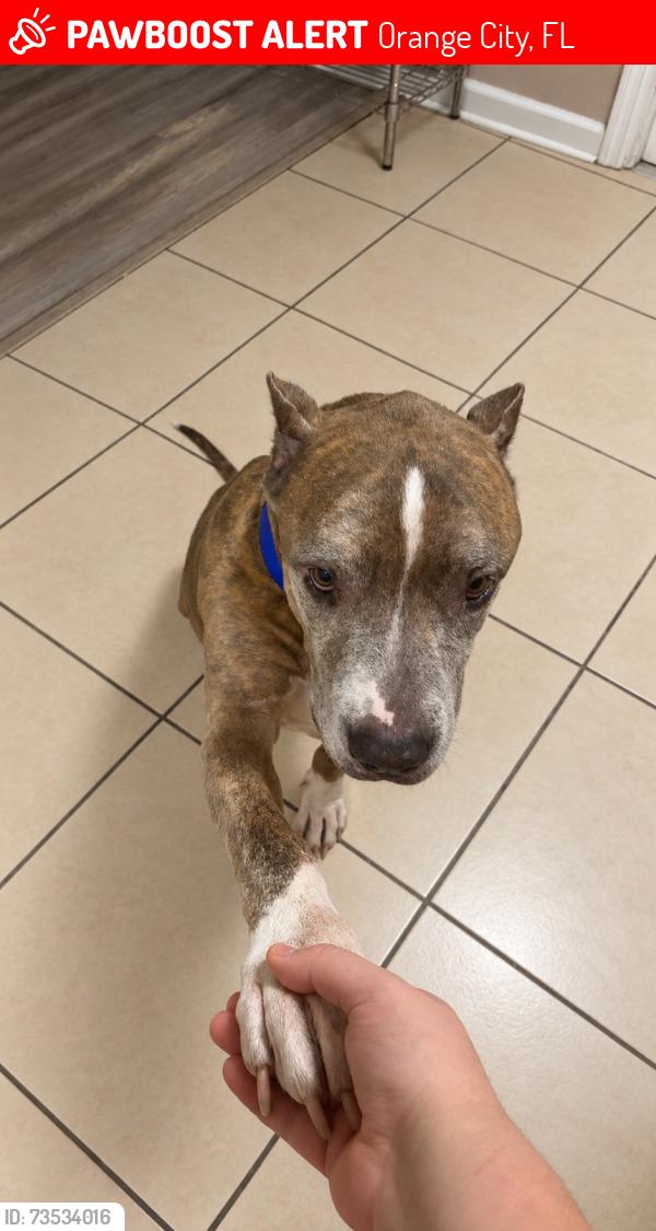 Lost Male Dog last seen Sparkman Ave, Orange City, FL 32763