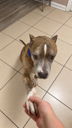 Lost Male Dog last seen Sparkman Ave, Orange City, FL 32763