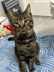 Found/Stray Unknown Cat last seen Environmental Sciences Magnet School at Mary, Hartford, CT 06103