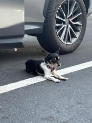Found/Stray Female Dog last seen Sistrunk and 7th, Fort Lauderdale, FL 33311