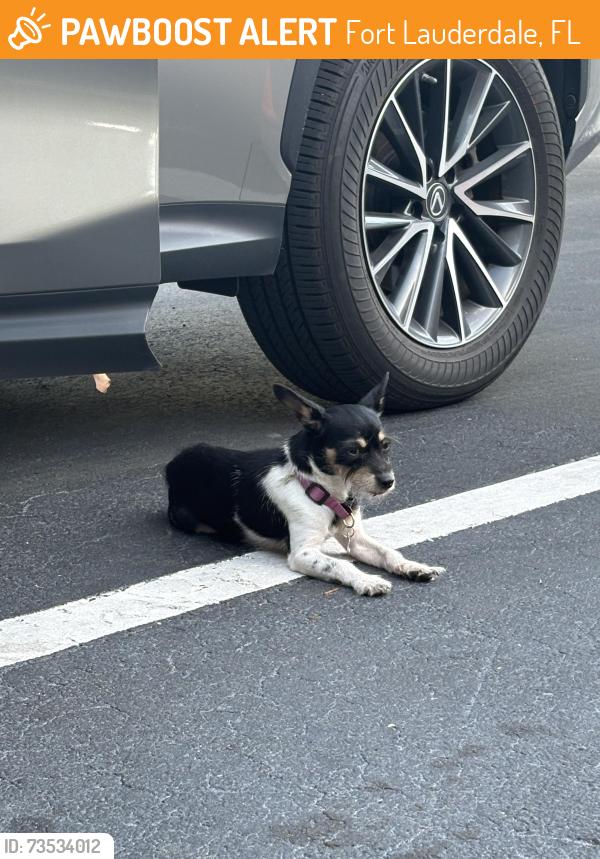 Found/Stray Female Dog last seen Sistrunk and 7th, Fort Lauderdale, FL 33311