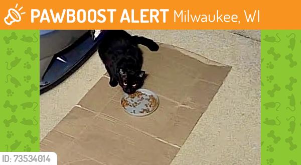 Found/Stray Unknown Cat last seen S. 29th St. & W. Lincoln Ave., Milwaukee, WI 53215