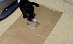 Found/Stray Unknown Cat last seen S. 29th St. & W. Lincoln Ave., Milwaukee, WI 53215