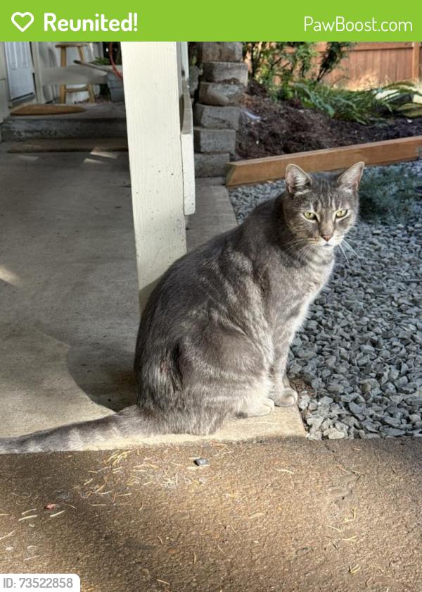 Reunited Male Cat last seen Se Ormae Rd, Clackamas County, OR 97267