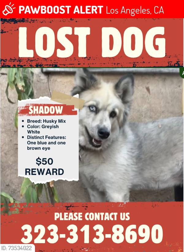 Lost Female Dog last seen McDonnell Avenue and Cesar Chavez, Los Angeles, CA 90022