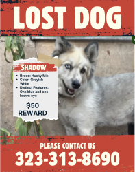 Lost Female Dog last seen McDonnell Avenue and Cesar Chavez, Los Angeles, CA 90022