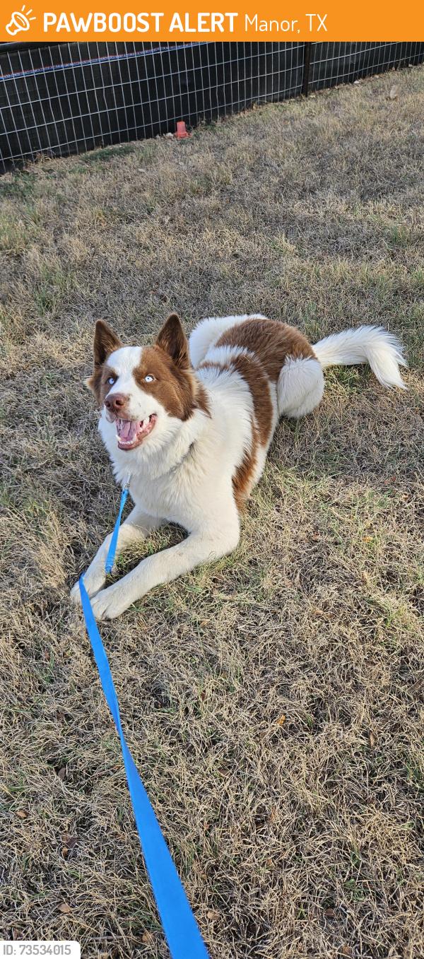 Found/Stray Male Dog last seen Highway 290 and Greenbury Drive, Manor, TX 78653