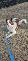 Found/Stray Male Dog last seen Highway 290 and Greenbury Drive, Manor, TX 78653