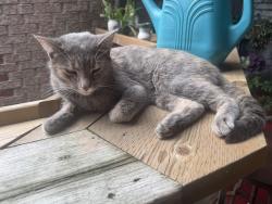 Lost Female Cat last seen Near Hotel De Ville, Montréal, QC H2W 1M4