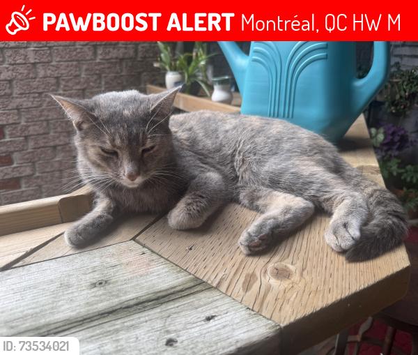 Lost Female Cat last seen Near Hotel De Ville, Montréal, QC H2W 1M4