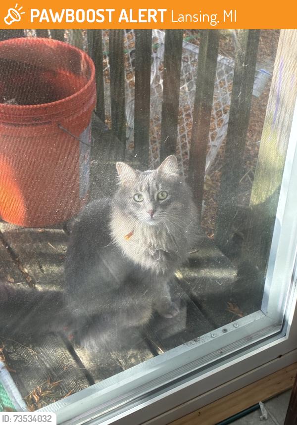 Found/Stray Female Cat last seen Harvest Lane off St. joe, Lansing, MI 48917