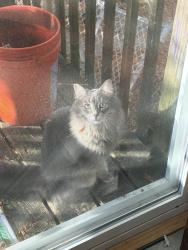 Found/Stray Female Cat last seen Harvest Lane off St. joe, Lansing, MI 48917