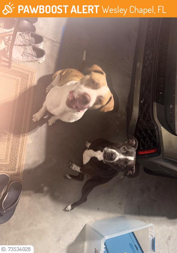 Found/Stray Unknown Dog last seen old bridge road, Wesley Chapel, FL 33545