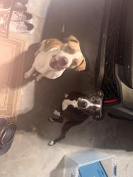Found/Stray Unknown Dog last seen old bridge road, Wesley Chapel, FL 33545