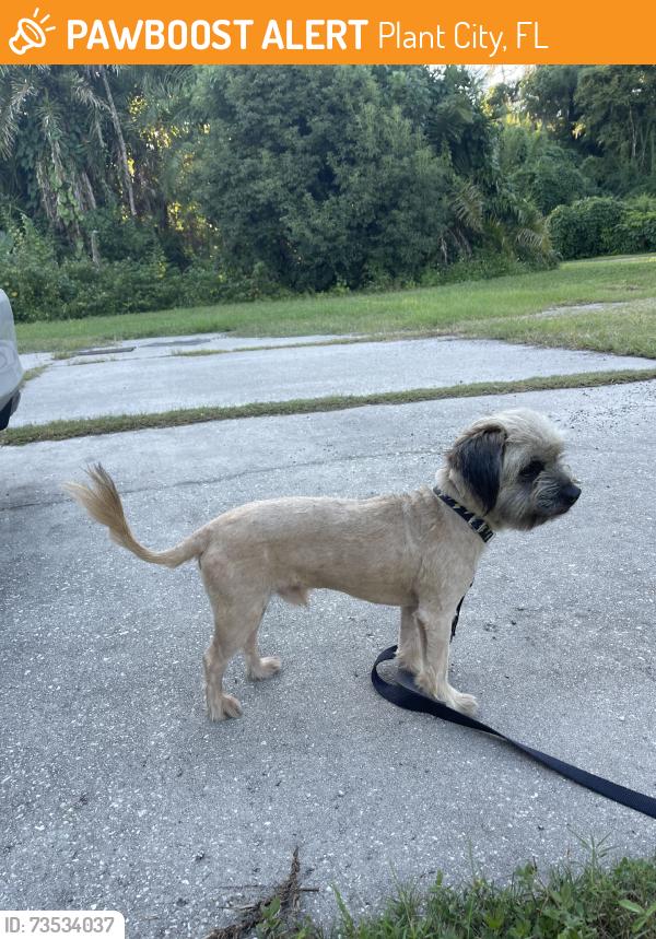 Found/Stray Male Dog last seen Turkey Creek Road and Connel Rd, Plant City, FL 33566