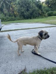Found/Stray Male Dog last seen Turkey Creek Road and Connel Rd, Plant City, FL 33566