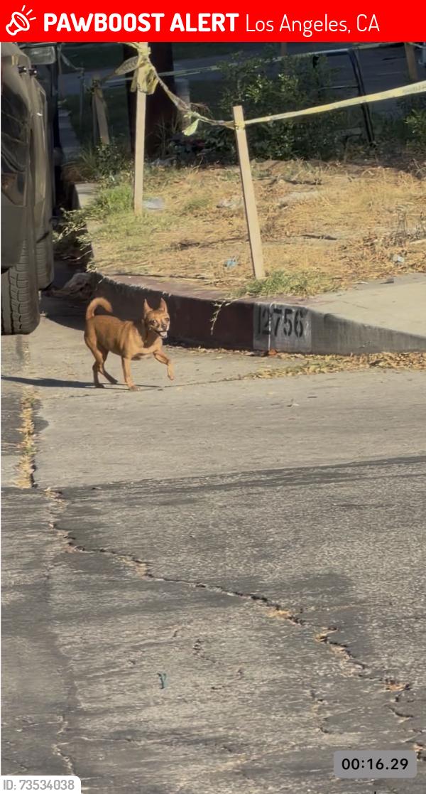 Lost Unknown Dog last seen Goodland Street, Los Angeles, CA 91605