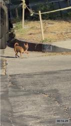 Lost Unknown Dog last seen Goodland Street, Los Angeles, CA 91605