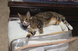 Lost Female Cat last seen Kings Grant community, La Plata, MD 20646