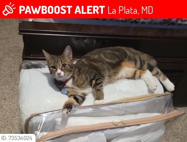 Lost Female Cat last seen Kings Grant community, La Plata, MD 20646