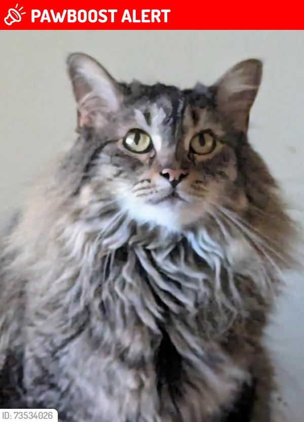 Lost Female Cat last seen Longfellow School area, Colorado Springs, CO 80909