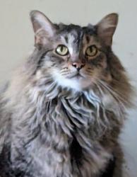 Lost Female Cat last seen Longfellow School area, Colorado Springs, CO 80909