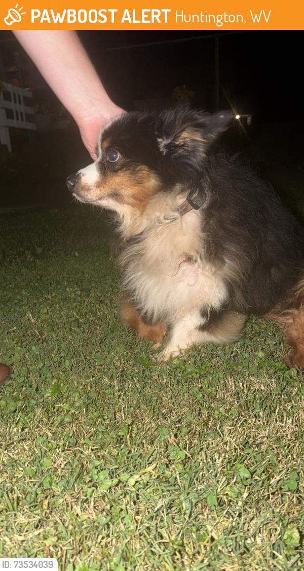 Found/Stray Male Dog last seen Washington Ave near church, Huntington, WV 45619