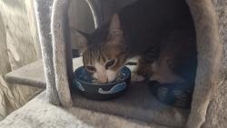 Reunited Male Cat last seen Across from Mariner high School football field, Everett, WA 98204