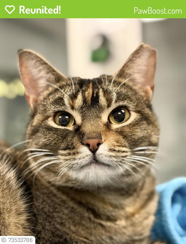 Reunited Female Cat last seen Red Point apmts, Knoxville, TN 37920