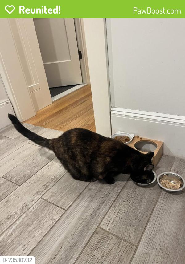 Reunited Female Cat last seen Washburn Ave, Wilson Ave, Roger Williams Ave, Glenlyon Playground, East Providence, RI 02916