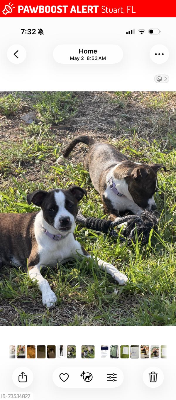 Lost Female Dog last seen Near se seaward st, Stuart, FL 34997