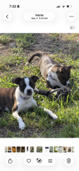 Lost Female Dog last seen Near se seaward st, Stuart, FL 34997