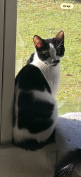 Lost Female Cat last seen Ortega Veranda s 4th Ave & 12th street, Shalimar, FL 32579