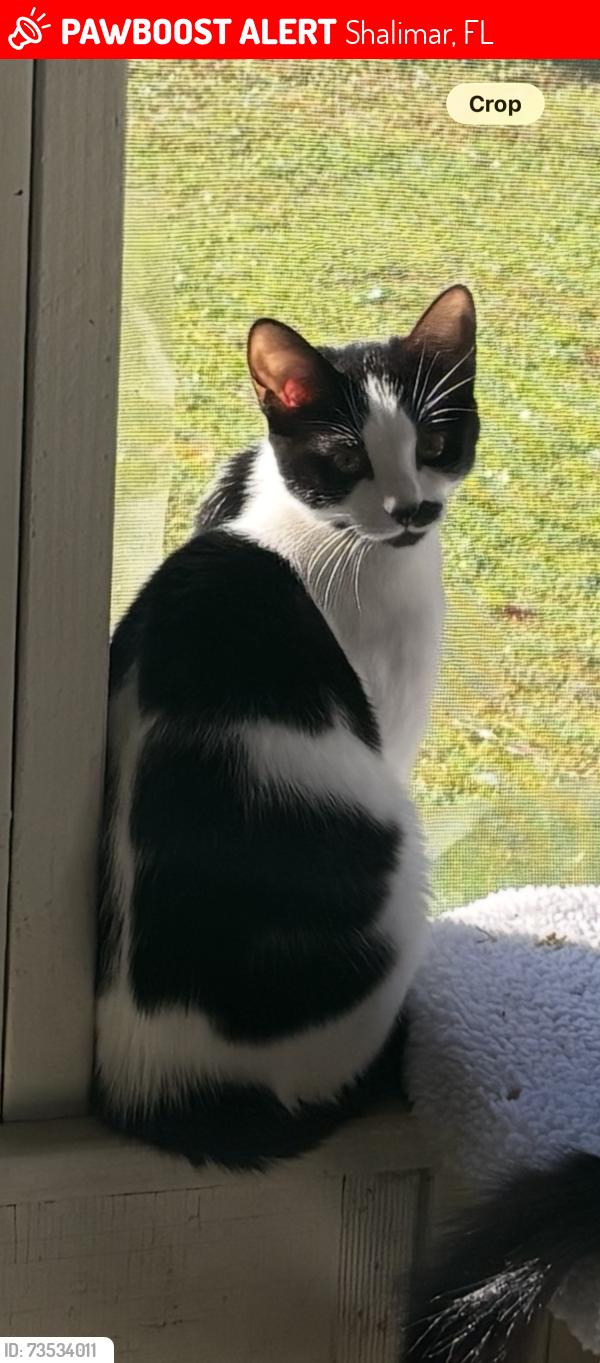 Lost Female Cat last seen Ortega Veranda s 4th Ave & 12th street, Shalimar, FL 32579