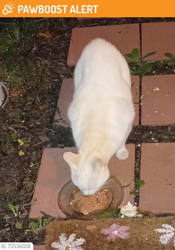 Found/Stray Unknown Cat last seen Route 46 near Manymind Creek. Navesink Cove cndmniums, Atlantic Highlands, NJ 07716