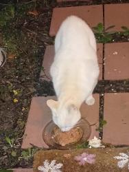 Found/Stray Unknown Cat last seen Route 46 near Manymind Creek. Navesink Cove cndmniums, Atlantic Highlands, NJ 07716