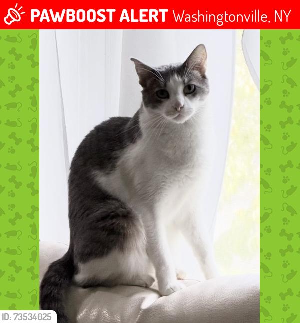 Lost Male Cat last seen Easy Main Street and Route 94, Washingtonville, NY 10992