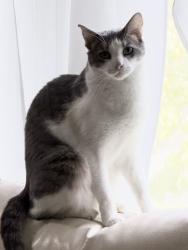 Lost Male Cat last seen Easy Main Street and Route 94, Washingtonville, NY 10992