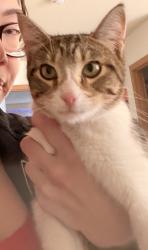 Reunited Female Cat last seen Kaiser Street, Olympia, WA 98502
