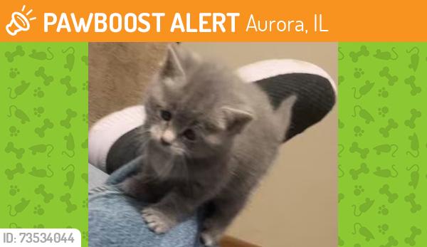 Found/Stray Unknown Cat last seen Pennsylvania, Aurora, IL 60506