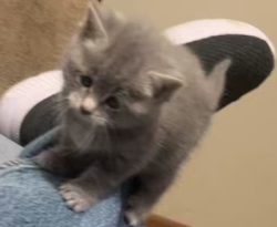 Found/Stray Unknown Cat last seen Pennsylvania, Aurora, IL 60506