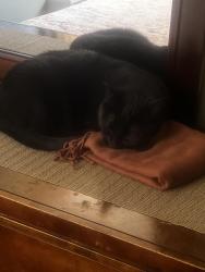 Reunited Female Cat last seen Jerrico turnpike and cross island service road, Queens, NY 11426