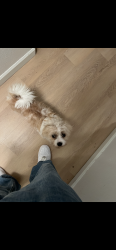 Lost Male Dog last seen Near 35th avenue southwest Seattle wa, Seattle, WA 98126