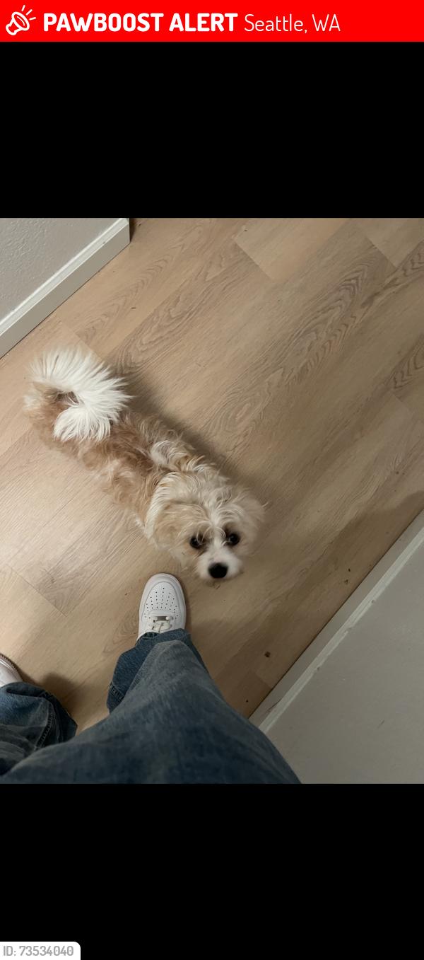 Lost Male Dog last seen Near 35th avenue southwest Seattle wa, Seattle, WA 98126