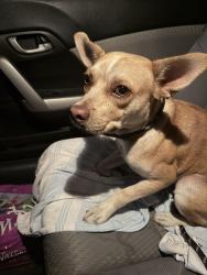 Found/Stray Female Dog last seen Rosecrans and broadway, West Rancho Dominguez, CA 90248