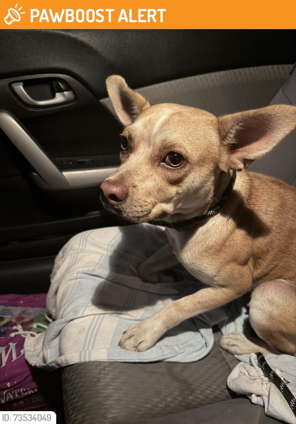 Found/Stray Female Dog last seen Rosecrans and broadway, West Rancho Dominguez, CA 90248