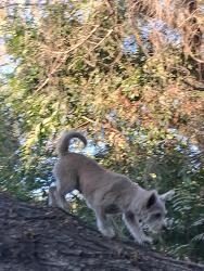 Lost Female Dog last seen Pecho and banning, Los Angeles, CA 90064